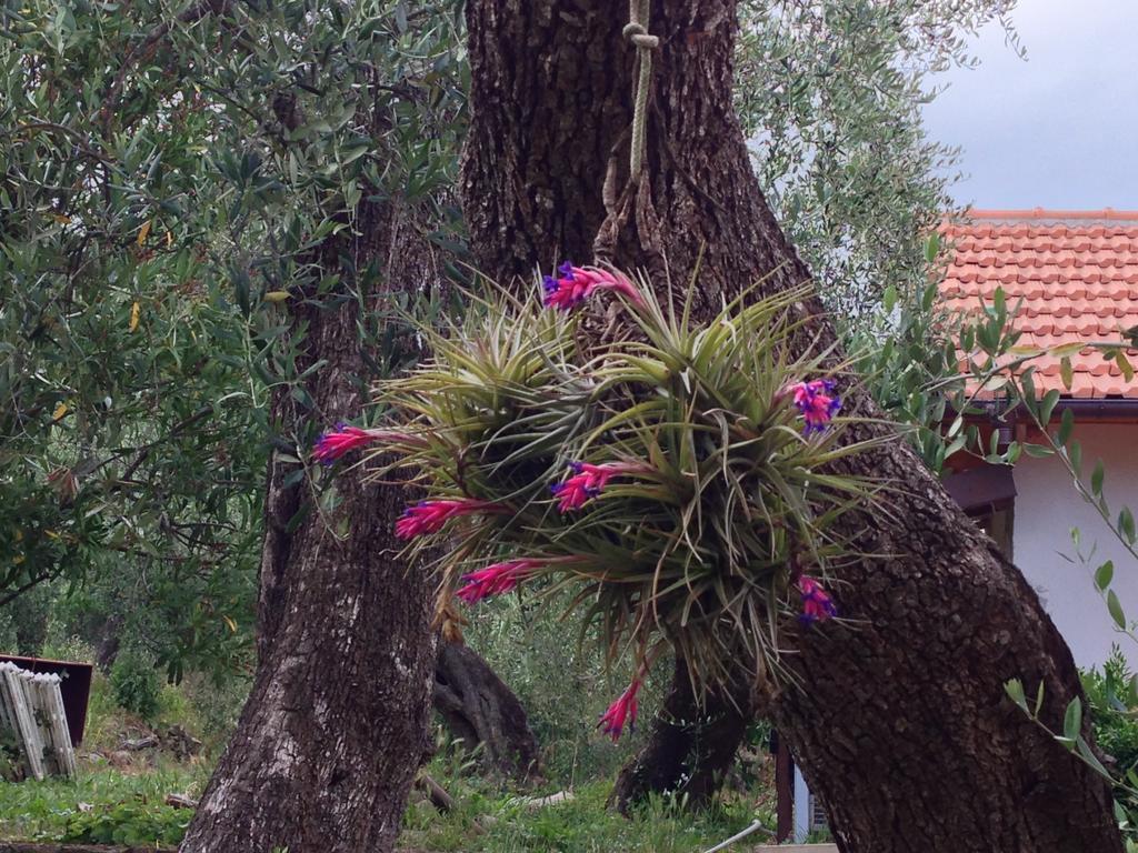 Agriturismo Ada Musso Ss Diano Borello Exteriör bild